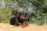 ROTTWEILER 059